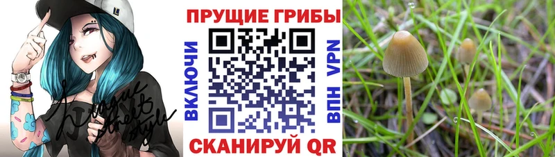 Псилоцибиновые грибы прущие грибы Партизанск